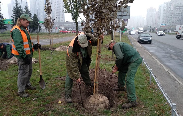 На Днепровской набережной высадили аллею из тополей